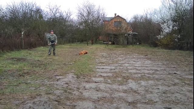 Бордоский Дог Герда 8мес дрессировка! смотреть онлайн