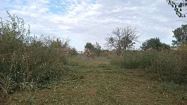 stihl fs 450 ,покос осенний травы леска 3,3 круг . смотреть онлайн
