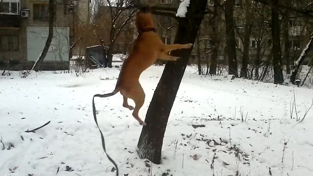 Бакс на ветке :-) смотреть онлайн