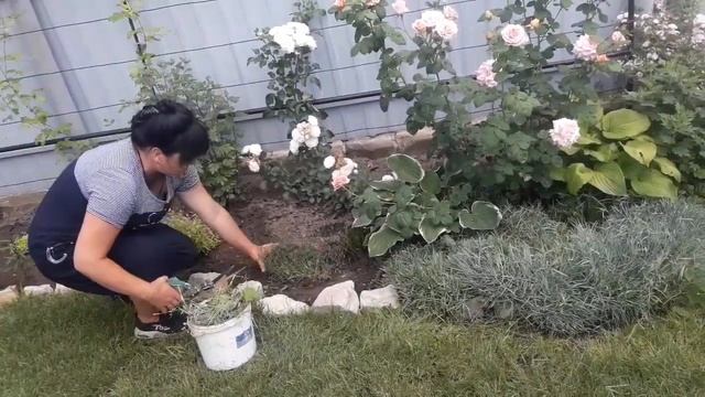 Обрезка почвопокровных растений: гвоздика перистая, гвоздика травянка, ясколка войлочная.