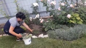 Обрезка почвопокровных растений: гвоздика перистая, гвоздика травянка, ясколка войлочная.