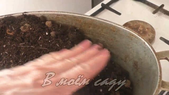 Калина Бульденеж из черенка смотреть онлайн