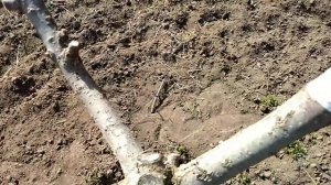 АБРИКОСЫ В АПРЕЛЕ.Прививаем, удобряем, обрабатываем.