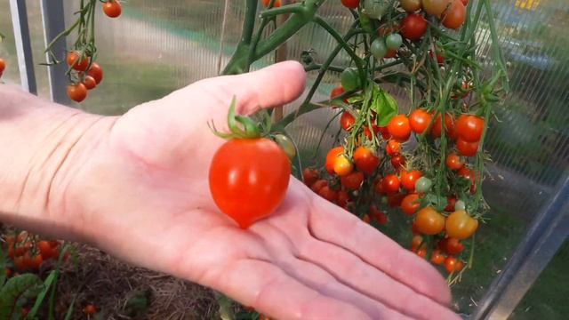 Томат ПОЦЕЛУЙ ГЕРАНИ (Гераниум Кисс) - ПРЕКРАСНЫЙ СОРТ! ТопСад смотреть онлайн