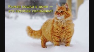 261 ВИА Синяя птица - Рыжий кот Мурлыка