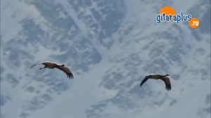 Журавли (Под небом чужим...) Табулатура - Александр Фефелов (Кавер на гитаре)