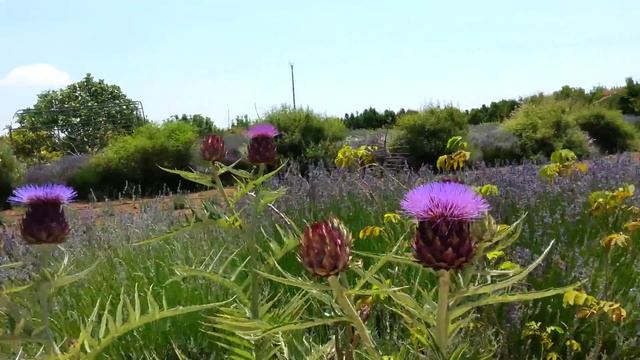 Cyherbia botanical park, Cyprus смотреть онлайн