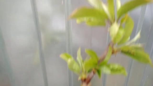 Проверяем прививки черешни на вишневую поросль смотреть онлайн