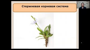 Виды корней и типы корневых систем   6 класс