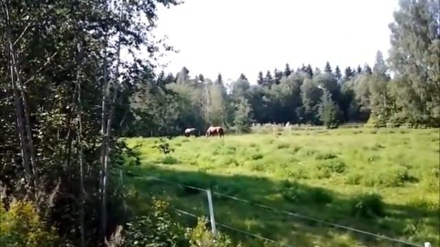 Hevosia kattomassa ekaa kertaa смотреть онлайн