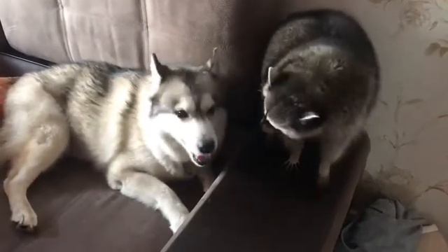 Енот с собакой)))