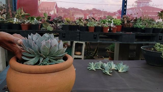 Echeveria Blue Heron e seus bebês...Fácil cultivo смотреть онлайн