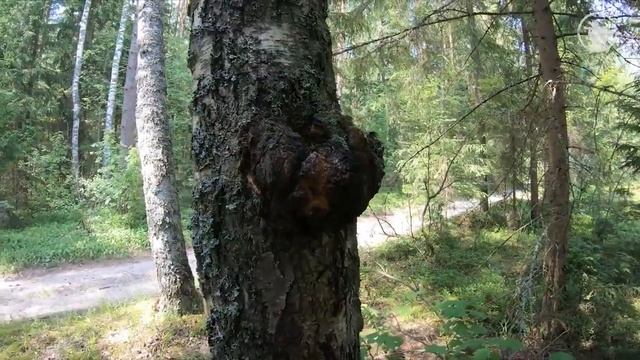 Березовая чага   Секреты  охотников   Рецепт чая