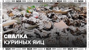 Свалку куриных яиц обнаружили в Омской области - Москва 24