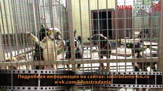 5 пальцев: Пять шагов, чтобы взять собаку из приюта смотреть онлайн