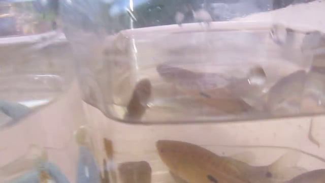 It's True: Breeding Blue With Gold Gouramis Produce Lavender Offspring! смотреть онлайн