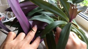 РЕО ПОКРЫВАЛЬЧАТОЕ, Рео Традесканция. Ладья МОИСЕЯ. Уход и размножение