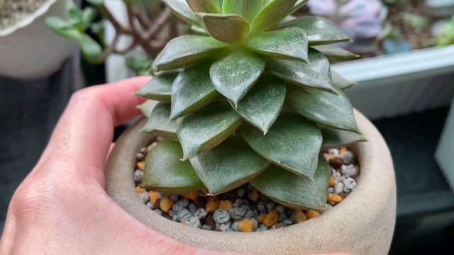 My Favorite Echeverias смотреть онлайн