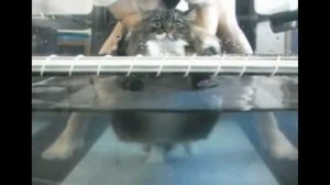 Кот Кокос и Мышь Г?шишь