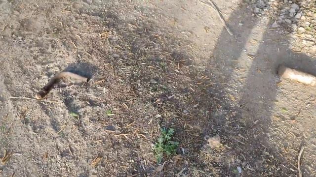 Что можно найти на сгоревшем поле? Поиск металлолома смотреть онлайн