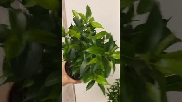 Фикус Наташа смотреть онлайн