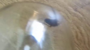 ЧЕРНЫЙ ТАРАКАН (Blatta orientalis). Никита Нюняев. Одесса май 2018