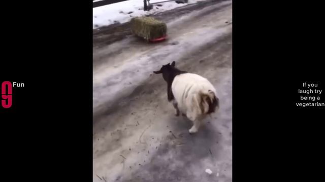 Попробуй не засмеяться №41 - Лучшие Приколы 2024. #шоу #shorts #ютубшортс #смех #приколы #мемы #мем смотреть онлайн