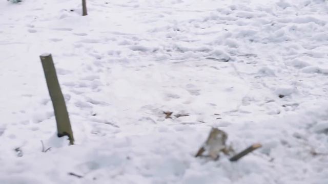 Tapınakta Evcil Kedi | 11. Bölüm | I'm a Pet At Dali Temple | Ru Xiaolan | Caravan смотреть онлайн