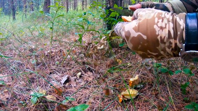 МАСЛЯТА АЛТАЙСКИЕ 🍄🍄🍄 Режу, рву, собираю в запазуху! смотреть онлайн