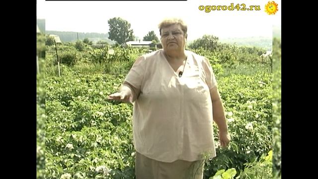 Если редко бываешь на даче. Необычный способ мульчирования в парнике перцев... газетами смотреть онлайн