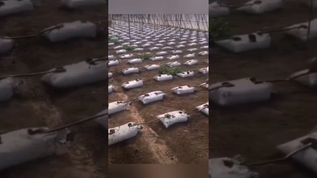 Мешки + вода = урожай без сорняков и пыли смотреть онлайн
