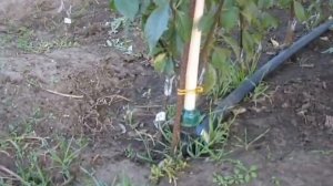 Подвой Бест