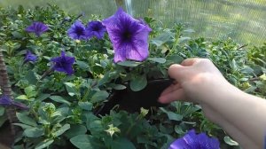 Цветочная рассада для продажи с нуля