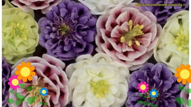 Аквилегия обыкновенная Микс. Краткий обзор, описание характеристик aquilegia vulgaris Mix смотреть онлайн