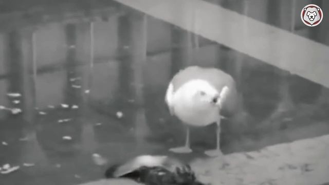 ЧАЙКА - Опаснейший Хищник Планеты / ЧАЙКА против Акулы, Змеи, Крысы смотреть онлайн