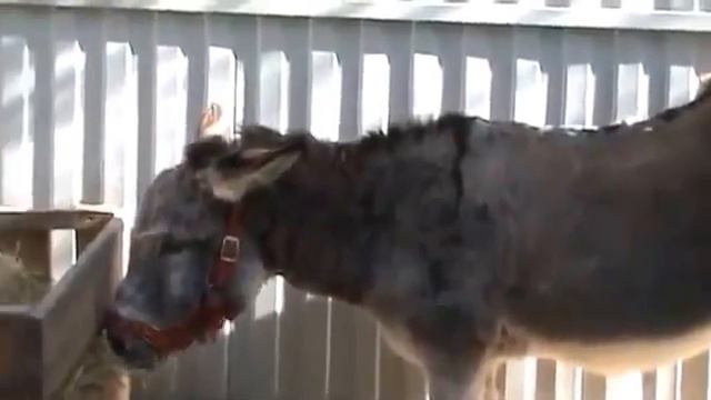 Видео. Два ослика . смотреть онлайн