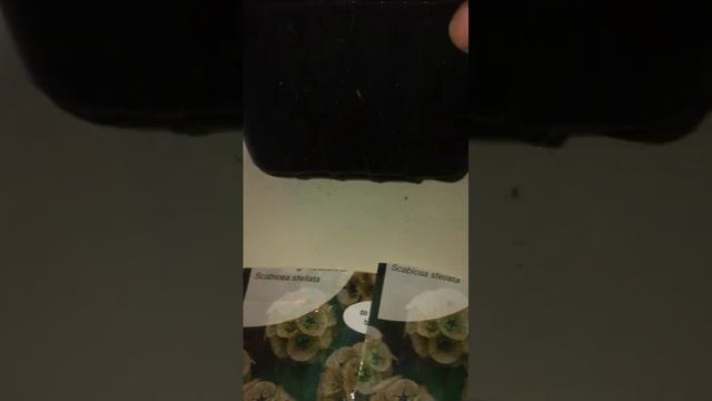 СКАБИОЗА звезчатая(scabiosa  Stellata)выращивание из семян,подкормка рассады 13.12.23