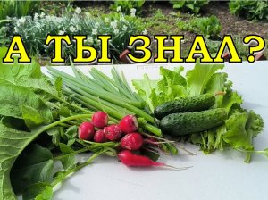 Эти ОВОЩИ  еще не поздно посеять в ИЮНЕ🌱🌱🌱