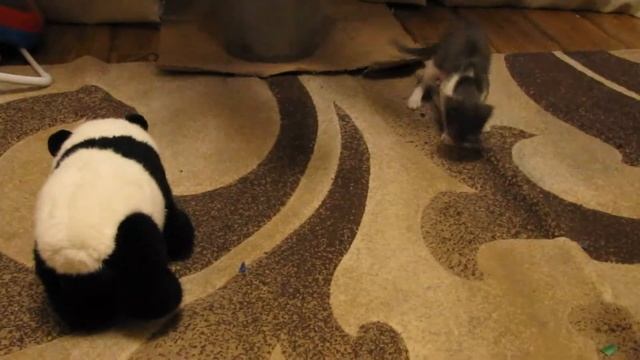 Кот против Панды #приколыскотами #смешныекоты #домашниеживотные смотреть онлайн