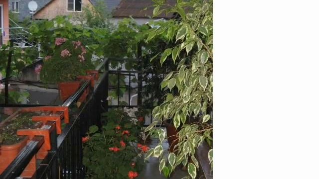 Отдых в Сочи гостевой дом 