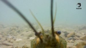 Подводный мир с В. Солоповым и С. Сорокиным 2 сезон