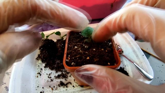 ГЕРБЕРА ИЗ СЕМЯН.ВЫРАЩИВАНИЕ ГЕРБЕРЫ ОТ А ДО Я. смотреть онлайн