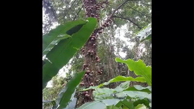 Hawaii, Гаваи, Отдых на Гаваях, АЛОХА! смотреть онлайн