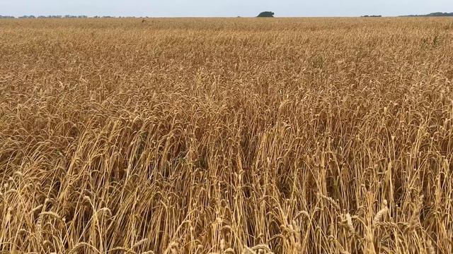 Ціна на пшеницю, ячмінь, соняшник станом на сьогодні смотреть онлайн