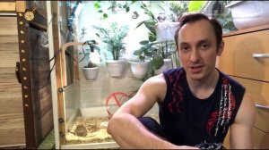 Как выкормить птенца голубя?