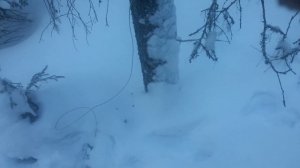 Установка капкана на зайца