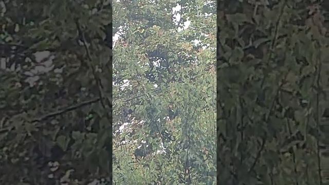 Шум Дождя,Ливень, гром/ 8 или 10 мин. захочется спать/rain noise, thunderstorm, thunder, dream,rela смотреть онлайн