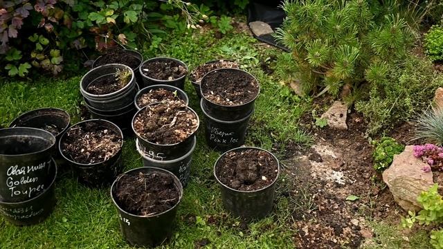 Засаживаю альпийскую горку / Мои любимые клематисы смотреть онлайн