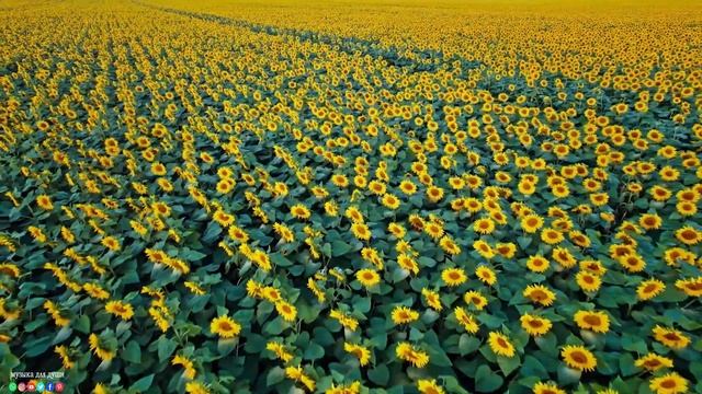 Самая красивая мелодия на свете! Эту музыку можно слушать вечно! Красивая мелодия до слез! смотреть онлайн