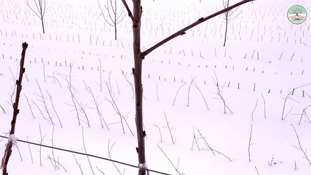 Черешня по методу UFO. Закладка плодовых почек. Черешня UFO. Обрезка черешни зимой (весной). смотреть онлайн